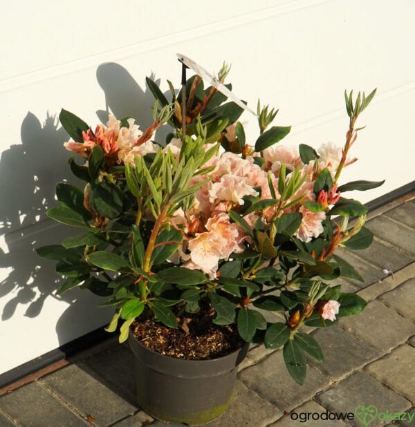 RÓŻANECZNIK DOUBLE DOTS Rhododendron