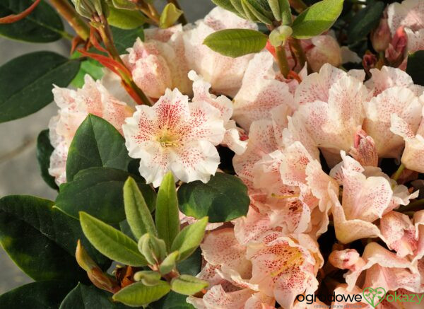 RÓŻANECZNIK DOUBLE DOTS Rhododendron