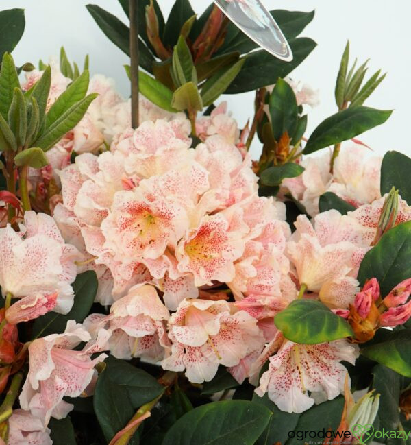 RÓŻANECZNIK DOUBLE DOTS Rhododendron