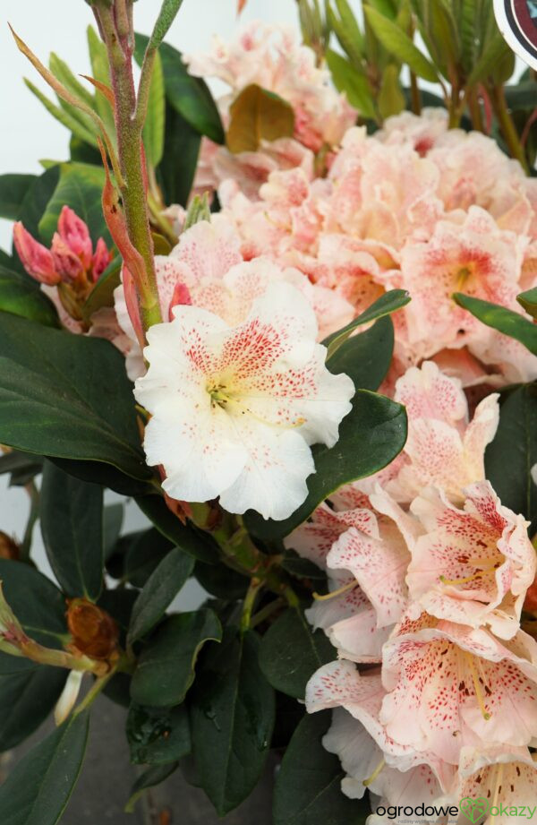 RÓŻANECZNIK DOUBLE DOTS Rhododendron