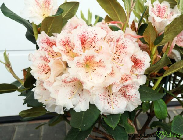 RÓŻANECZNIK DOUBLE DOTS Rhododendron