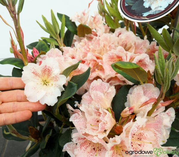 RÓŻANECZNIK DOUBLE DOTS Rhododendron