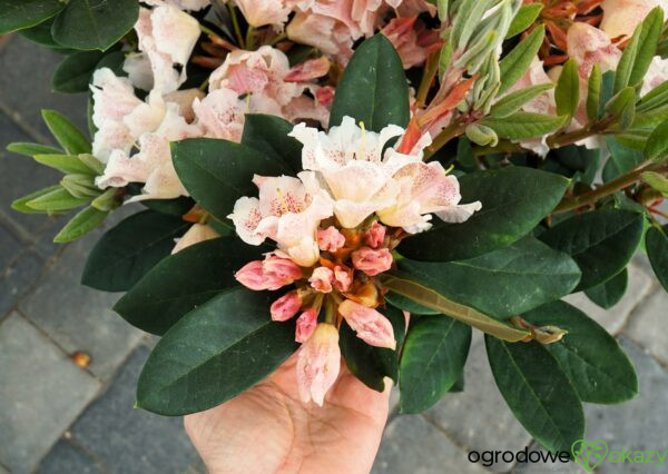 RÓŻANECZNIK DOUBLE DOTS Rhododendron