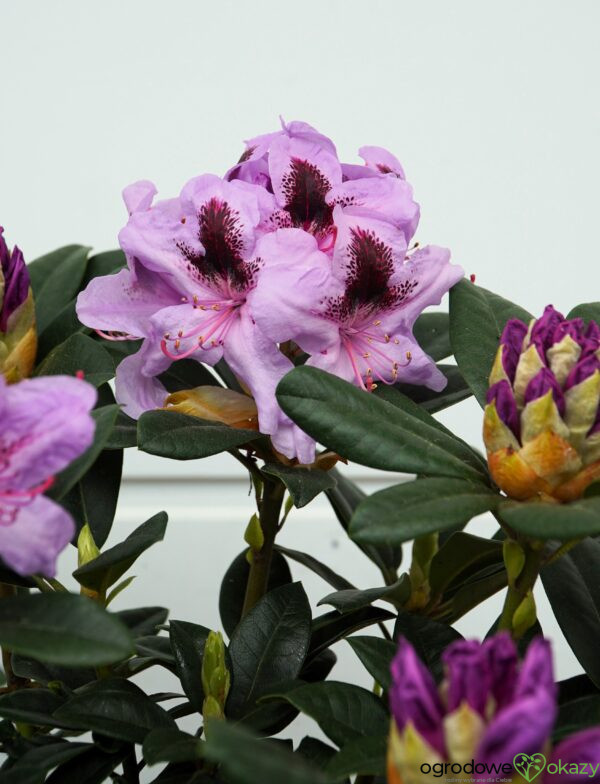 RÓŻANECZNIK METALLICA Rhododendron