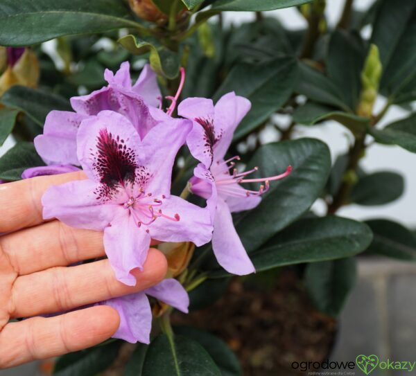 RÓŻANECZNIK METALLICA Rhododendron