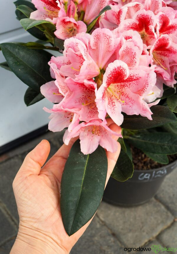 RÓŻANECZNIK NERISHA Rhododendron