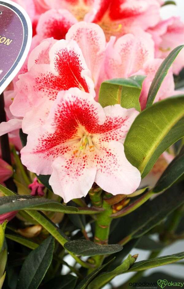 RÓŻANECZNIK NERISHA Rhododendron