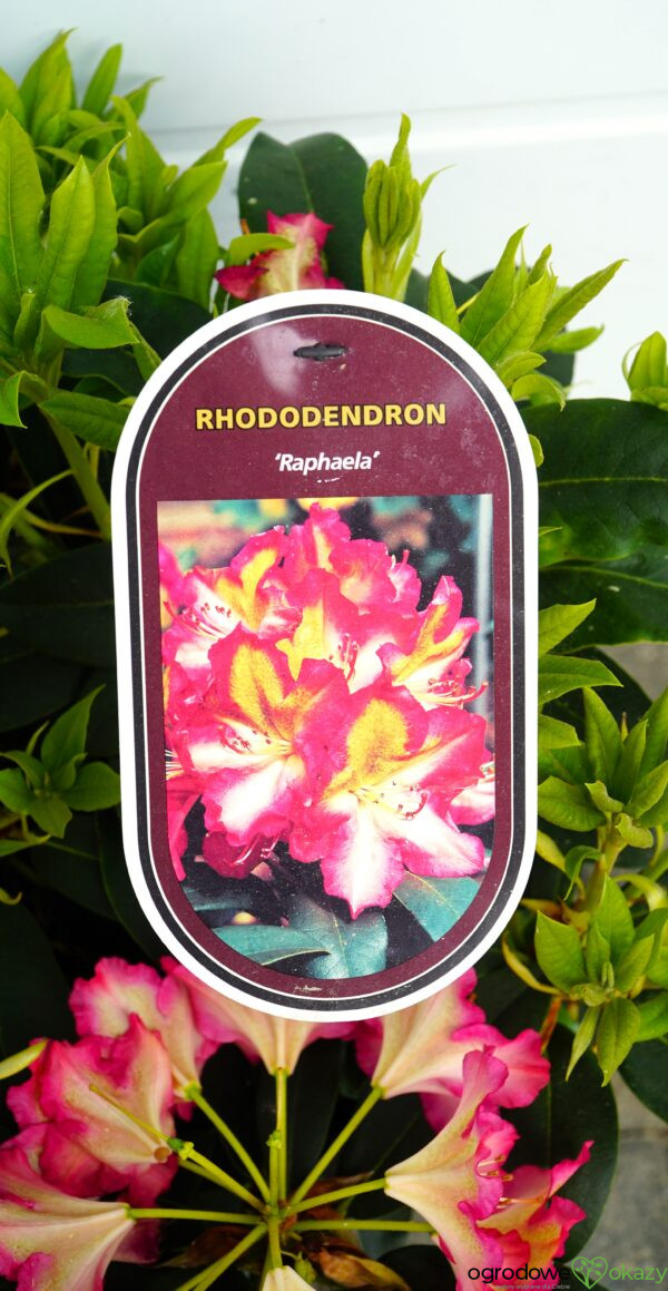 RÓŻANECZNIK RAPHAELA Rhododendron