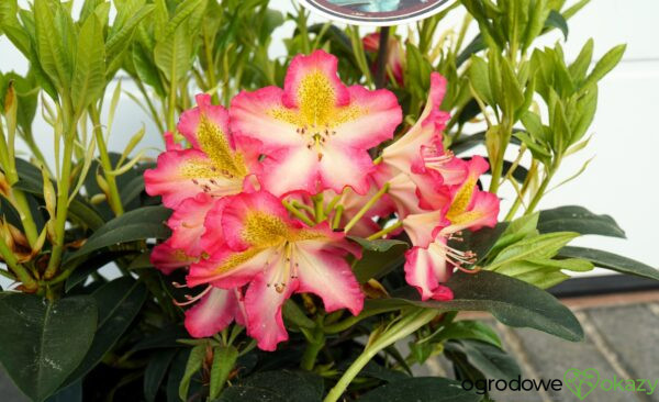 RÓŻANECZNIK RAPHAELA Rhododendron