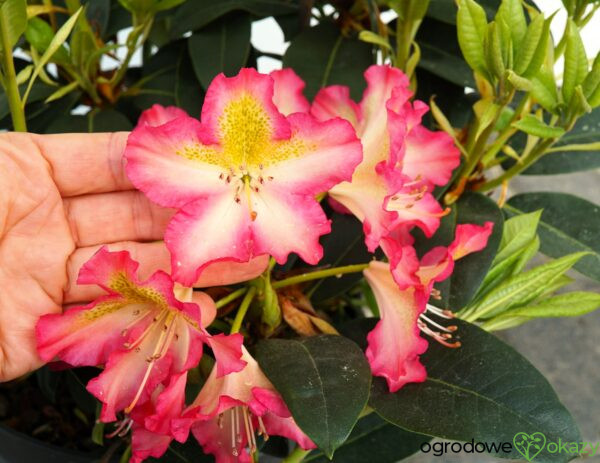 RÓŻANECZNIK RAPHAELA Rhododendron