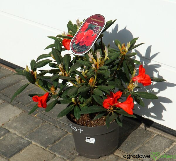 RÓŻANECZNIK ELIZABETH RED FOLIAGE Rhododendron