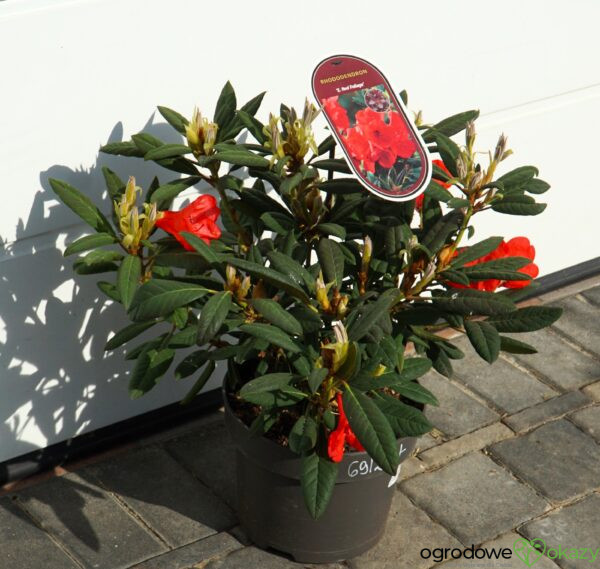 RÓŻANECZNIK ELIZABETH RED FOLIAGE Rhododendron