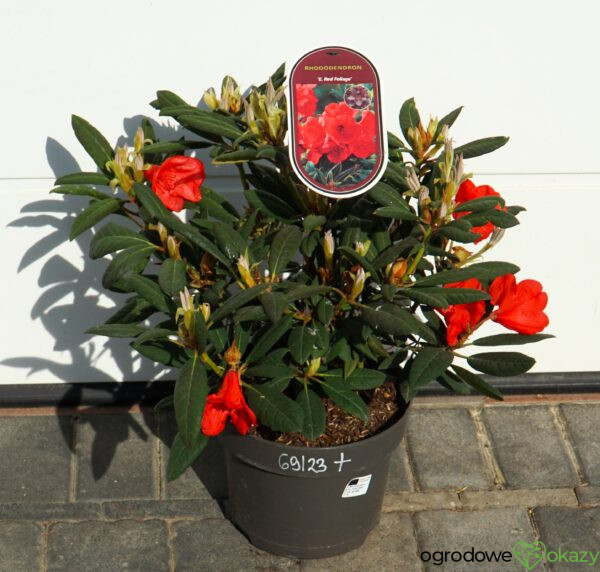 RÓŻANECZNIK ELIZABETH RED FOLIAGE Rhododendron