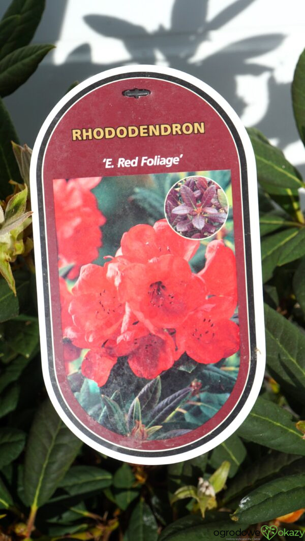 RÓŻANECZNIK ELIZABETH RED FOLIAGE Rhododendron