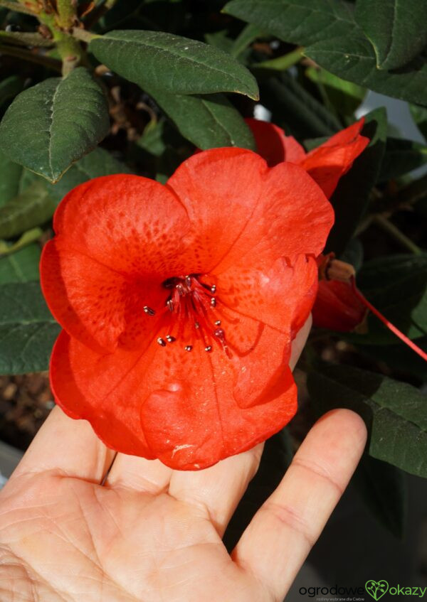 RÓŻANECZNIK ELIZABETH RED FOLIAGE Rhododendron