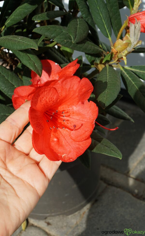 RÓŻANECZNIK ELIZABETH RED FOLIAGE Rhododendron