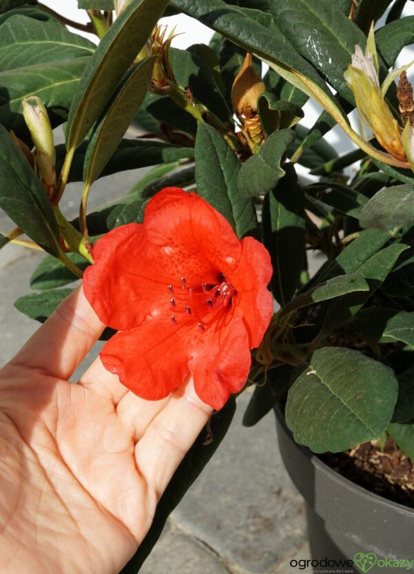 RÓŻANECZNIK ELIZABETH RED FOLIAGE Rhododendron