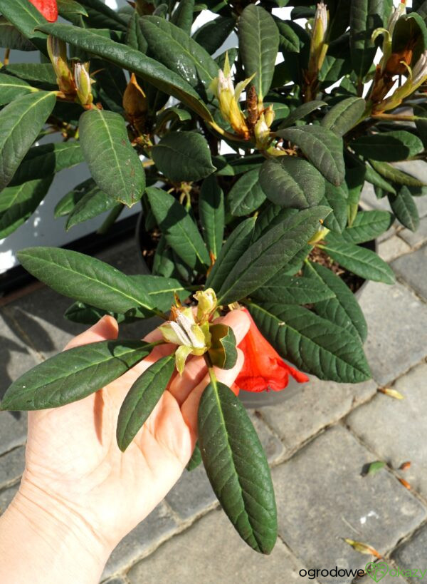 RÓŻANECZNIK ELIZABETH RED FOLIAGE Rhododendron