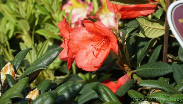 RÓŻANECZNIK ELIZABETH RED FOLIAGE Rhododendron