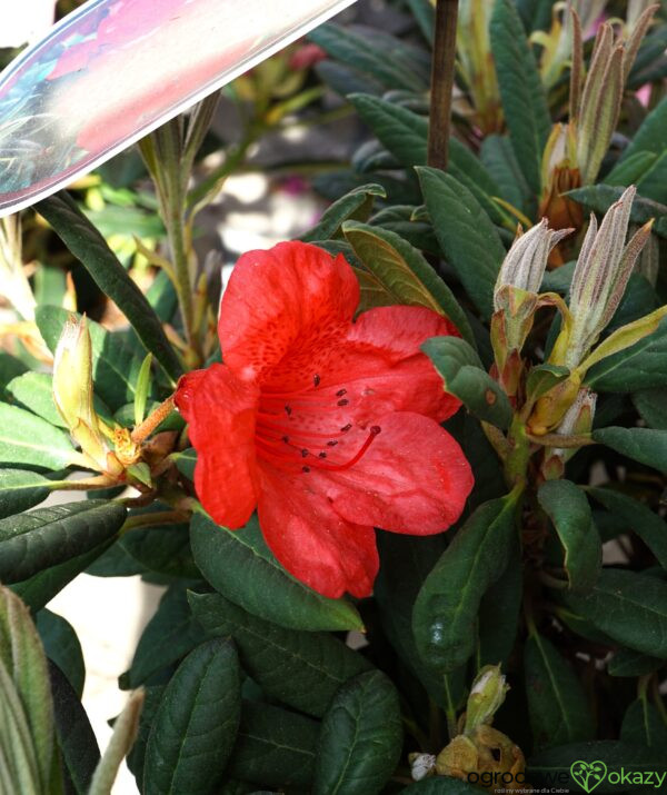 RÓŻANECZNIK ELIZABETH RED FOLIAGE Rhododendron