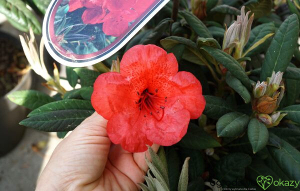 RÓŻANECZNIK ELIZABETH RED FOLIAGE Rhododendron