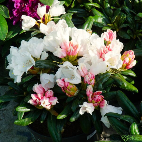 RÓŻANECZNIK EDELWEISS Rhododendron