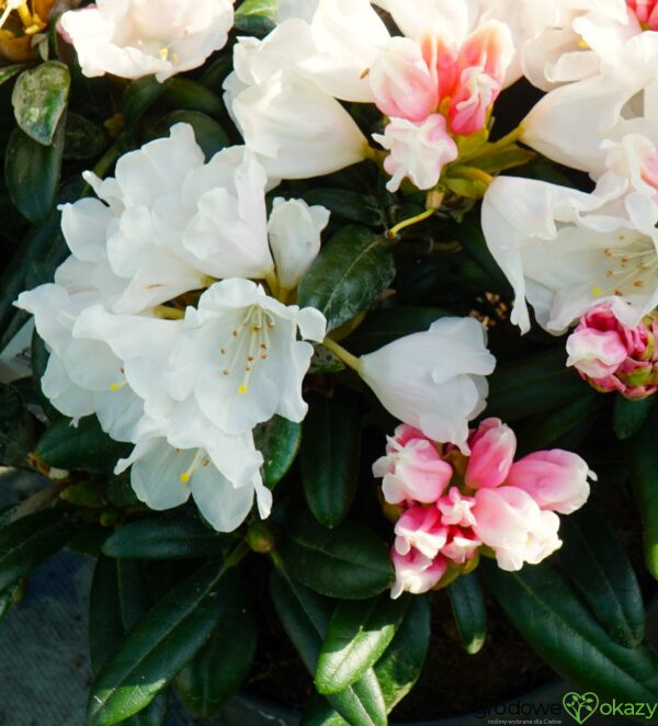 RÓŻANECZNIK EDELWEISS Rhododendron