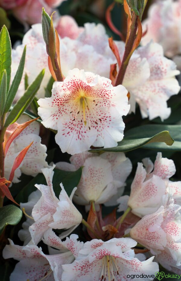 RÓŻANECZNIK DOUBLE DOTS Rhododendron