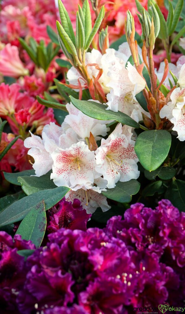 RÓŻANECZNIK DOUBLE DOTS Rhododendron