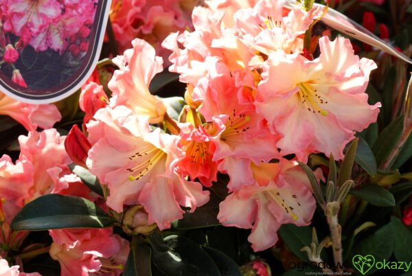 RÓŻANECZNIK NASELLE Rhododendron