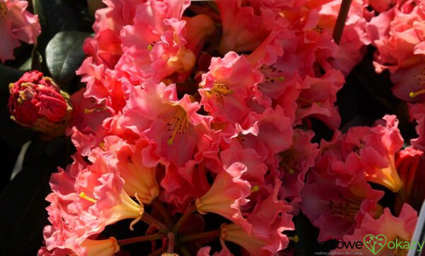 RÓŻANECZNIK NASELLE Rhododendron