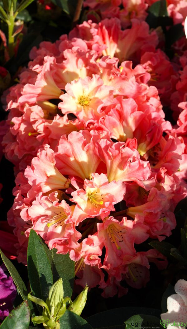 RÓŻANECZNIK NASELLE Rhododendron