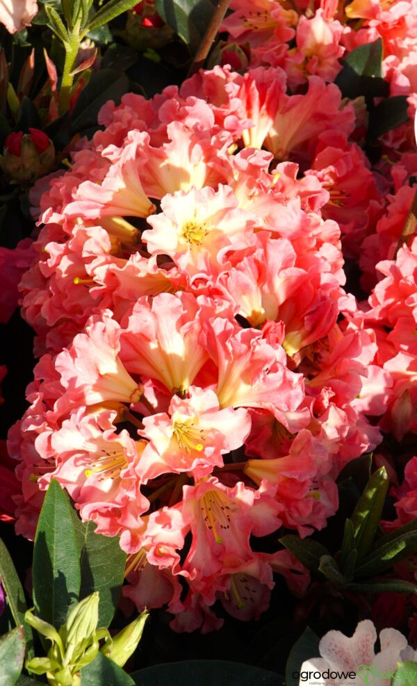 RÓŻANECZNIK NASELLE Rhododendron