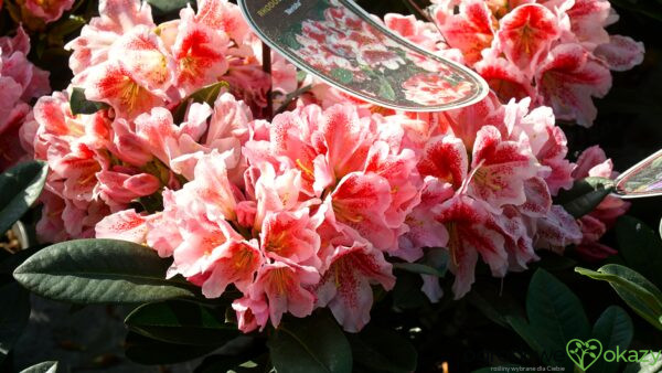 RÓŻANECZNIK NERISHA Rhododendron