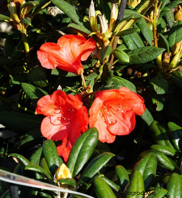 RÓŻANECZNIK ELIZABETH RED FOLIAGE Rhododendron