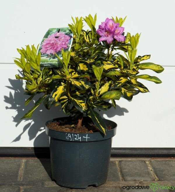 RÓŻANECZNIK GOLD SHINE Rhododendron