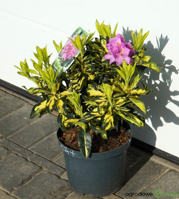 RÓŻANECZNIK GOLD SHINE Rhododendron