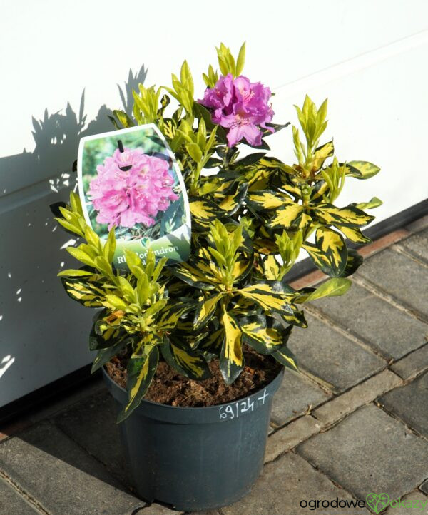 RÓŻANECZNIK GOLD SHINE Rhododendron