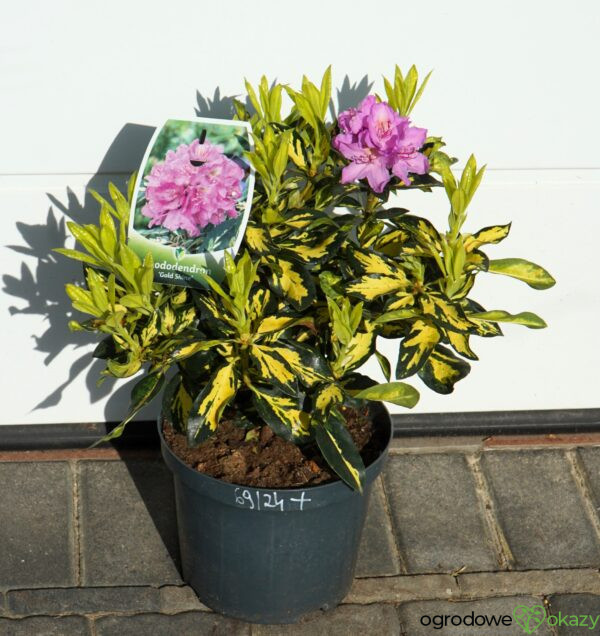 RÓŻANECZNIK GOLD SHINE Rhododendron