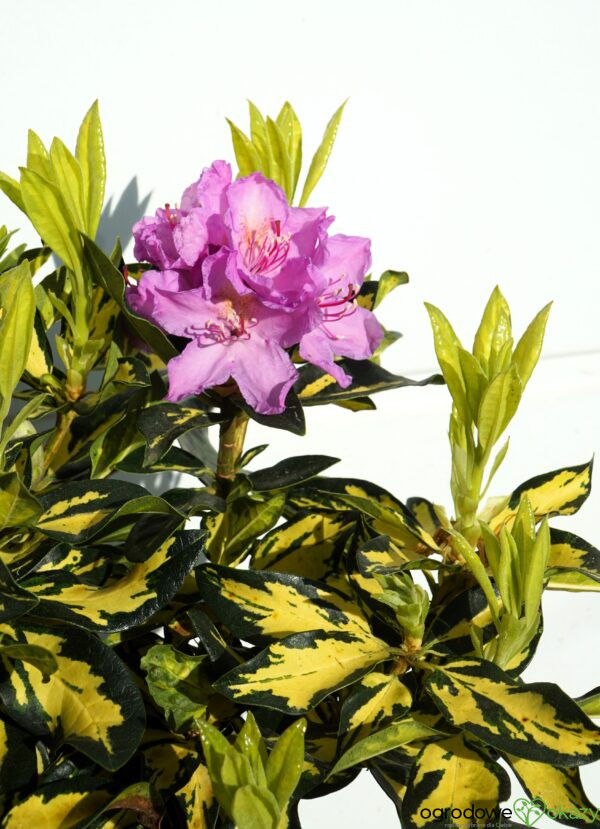 RÓŻANECZNIK GOLD SHINE Rhododendron