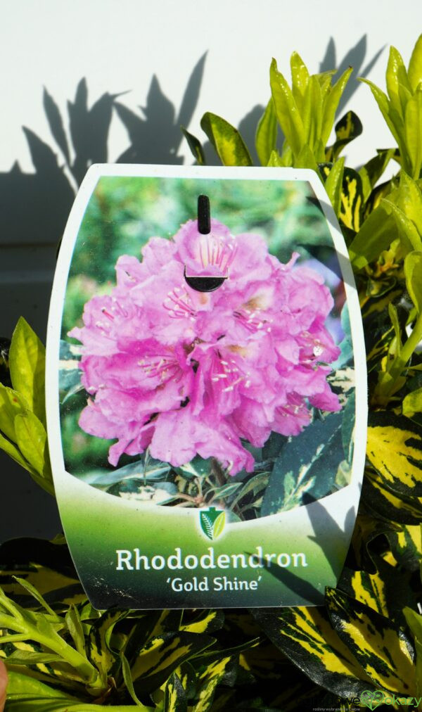 RÓŻANECZNIK GOLD SHINE Rhododendron