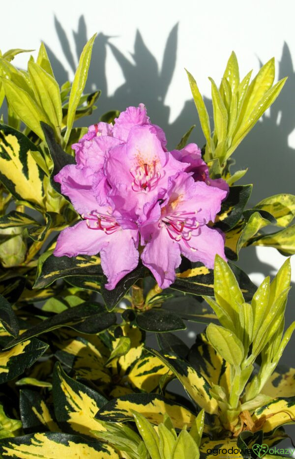 RÓŻANECZNIK GOLD SHINE Rhododendron