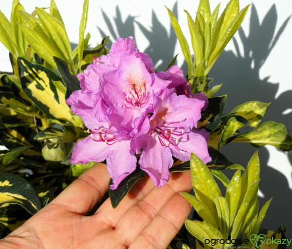 RÓŻANECZNIK GOLD SHINE Rhododendron