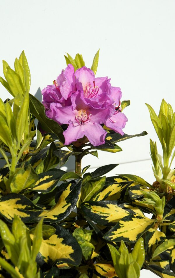 RÓŻANECZNIK GOLD SHINE Rhododendron