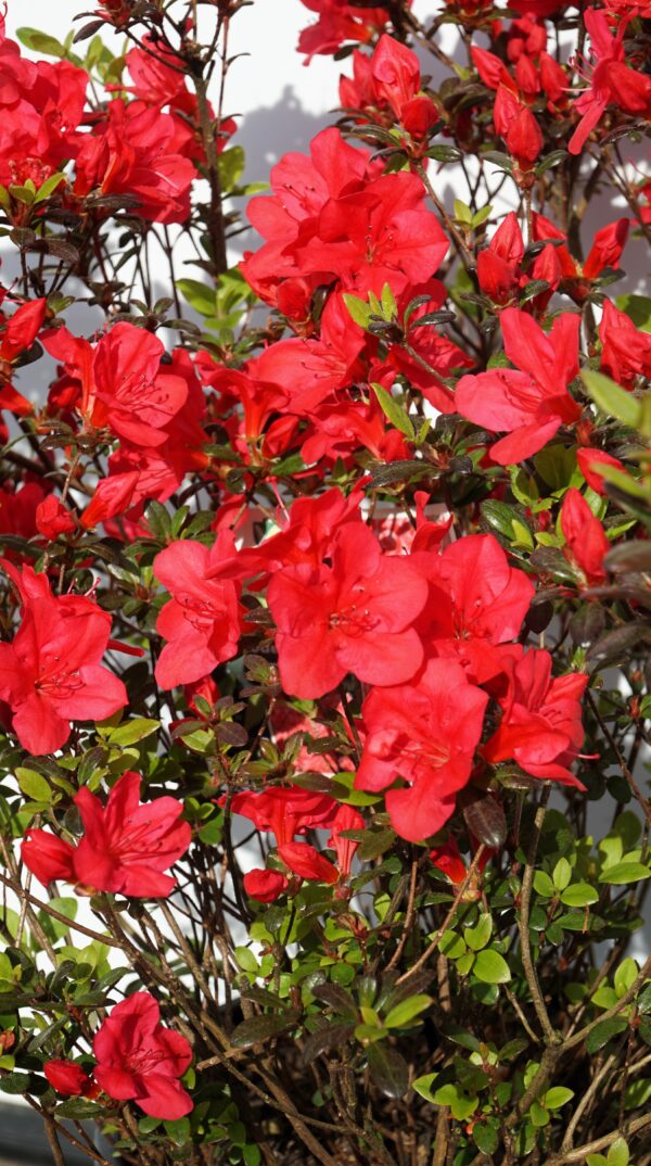 AZALIA JAPOŃSKA MARUSCHKA Rhododendron