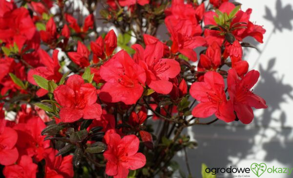 AZALIA JAPOŃSKA MARUSCHKA Rhododendron