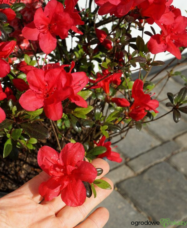 AZALIA JAPOŃSKA MARUSCHKA Rhododendron