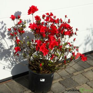 AZALIA JAPOŃSKA MARUSCHKA Rhododendron