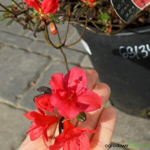 AZALIA JAPOŃSKA MARUSCHKA Rhododendron