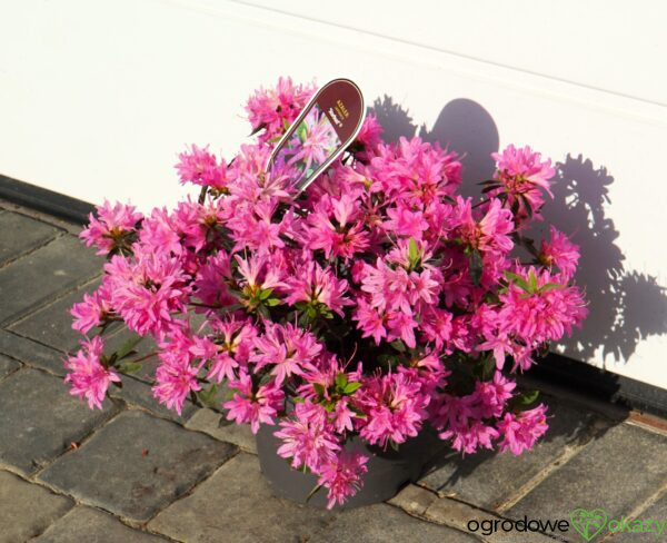 AZALIA JAPOŃSKA STARBURST PBR Azalea japonica